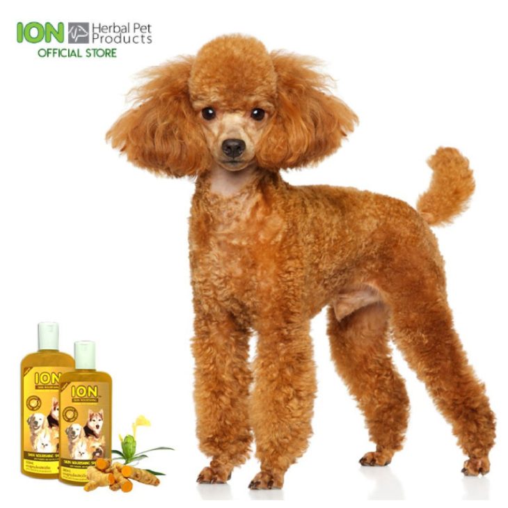 ION SK4L Skin Nourishing Shampoo 4000ml แชมพูสมุนไพรสูตรขมิ้นชันบำรุงขน - Image 2