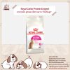 Royal Canin Protein Exigent อาหารเม็ดแมวโตกินยาก โปรตีนสูง